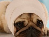 Pet ER